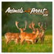 Forest/Erdő állatai